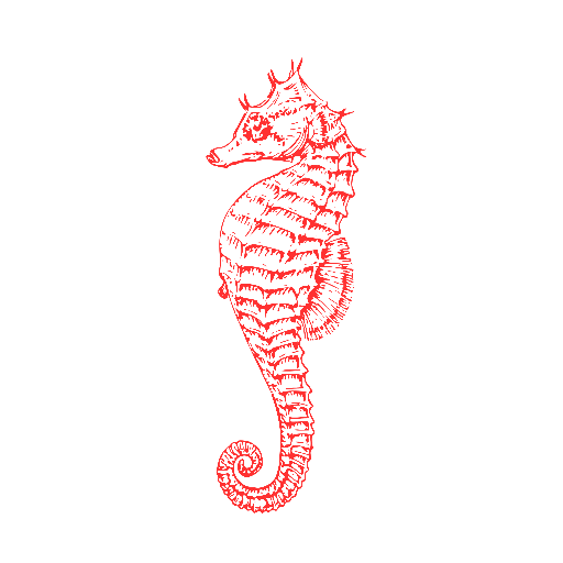Sea horse | Mare jouel
